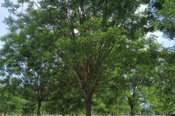 栽植国槐要注意什么，需选择有经验的种植人员