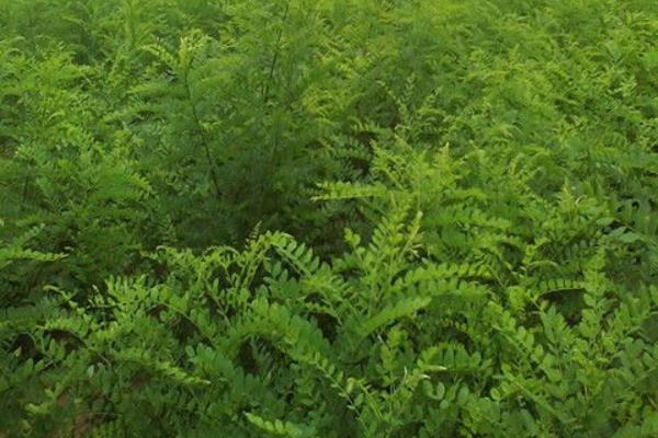 栽植国槐要注意什么，需选择有经验的种植人员