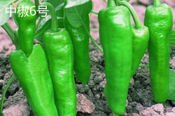 牛角椒的产地，主要产地在水茜、安远、河龙等地
