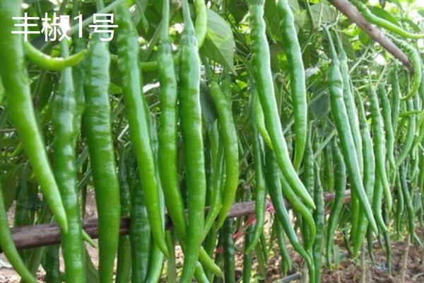 牛角椒的产地，主要产地在水茜、安远、河龙等地