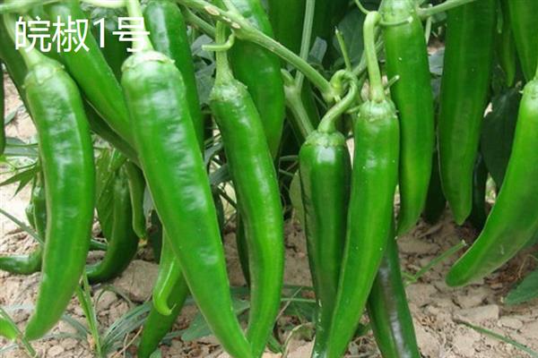 牛角椒的产地，主要产地在水茜、安远、河龙等地