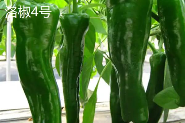 牛角椒的产地，主要产地在水茜、安远、河龙等地