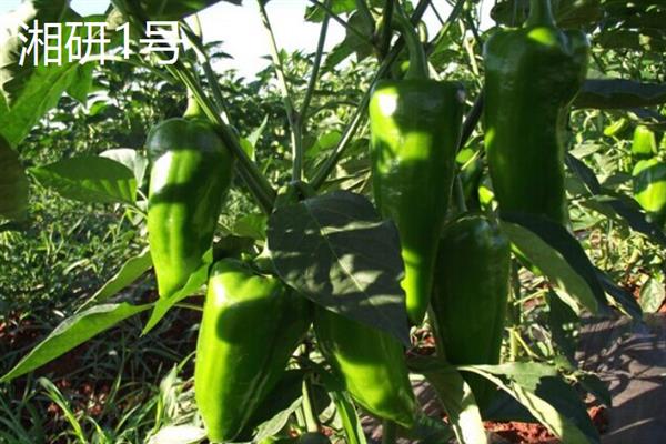 牛角椒的产地，主要产地在水茜、安远、河龙等地