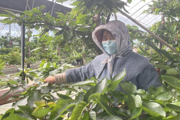 大樱桃采收后的病虫害管理方法，重点做好红颈天牛的防治