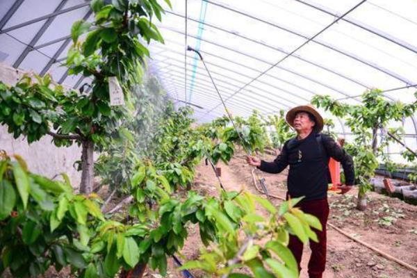 大樱桃采收后的病虫害管理方法，重点做好红颈天牛的防治