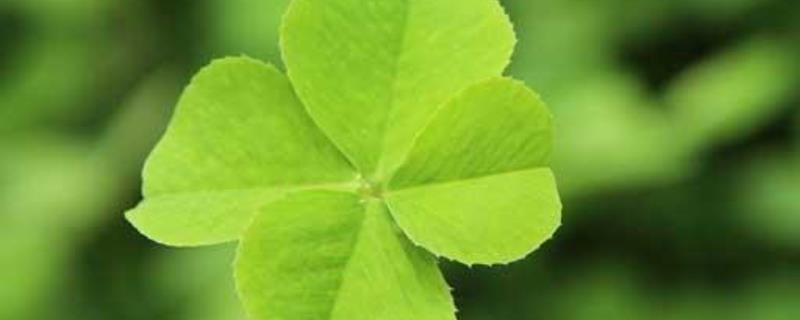 四叶草有哪些花语，寓意幸运、幸福、真爱、爱国