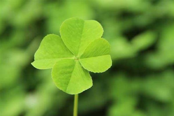 四叶草有哪些花语，寓意幸运、幸福、真爱、爱国