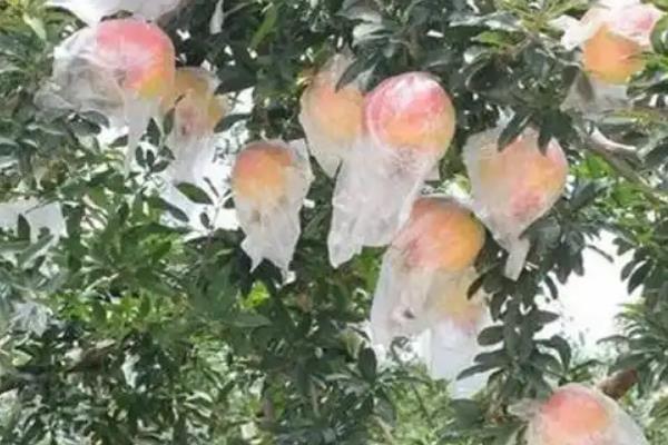 石榴怎么套袋，将幼果从下往上套入袋中并扎紧密封