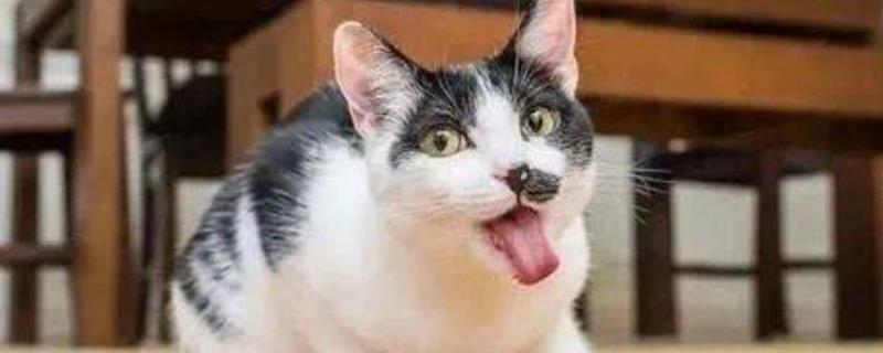 猫咪快速催吐的方法，可用肥皂水或双氧水催吐