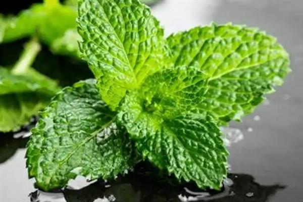 什么是猫薄荷，是一种多年生草本植物