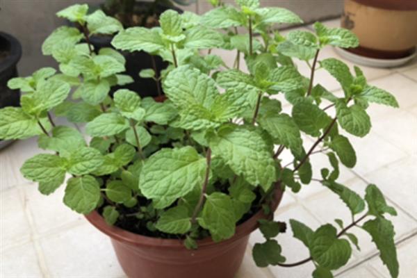 什么是猫薄荷，是一种多年生草本植物