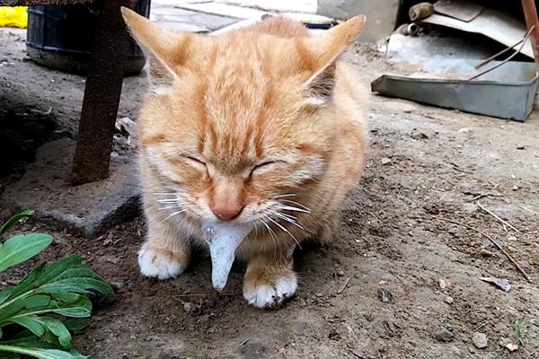 猫咪快速催吐的方法，可用肥皂水或双氧水催吐