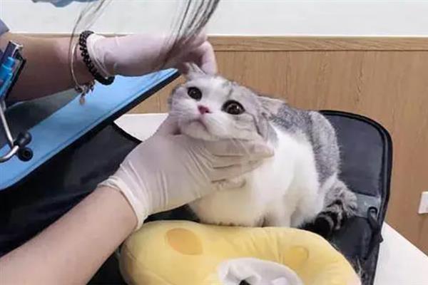 猫咪快速催吐的方法，可用肥皂水或双氧水催吐