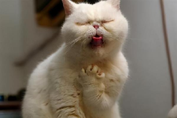 猫咪快速催吐的方法，可用肥皂水或双氧水催吐