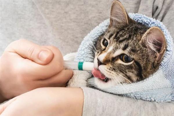 猫咪快速催吐的方法，可用肥皂水或双氧水催吐