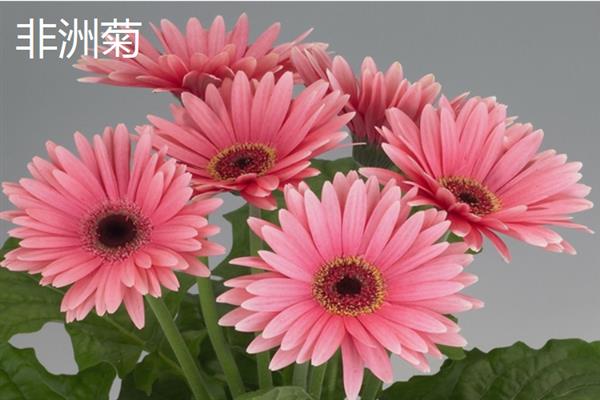 九月份有哪些花开，常见的有非洲菊、一串红等