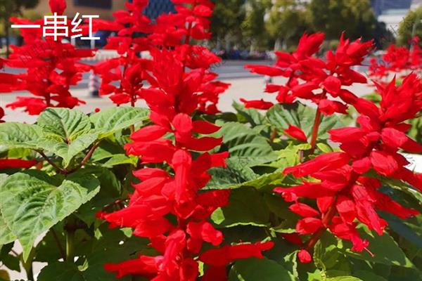 九月份有哪些花开，常见的有非洲菊、一串红等