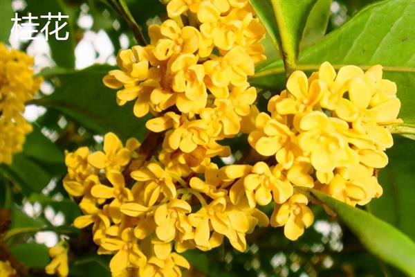 九月份有哪些花开，常见的有非洲菊、一串红等