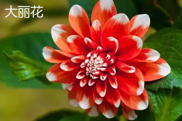 九月份有哪些花开，常见的有非洲菊、一串红等