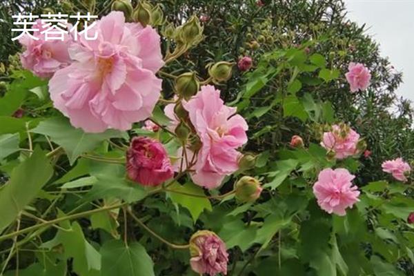 九月份有哪些花开，常见的有非洲菊、一串红等