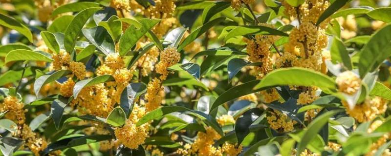 桂花怎么保存香味