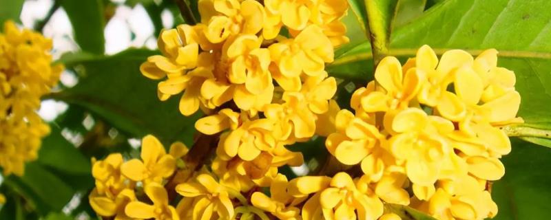 九月份有哪些花开，常见的有非洲菊、一串红等