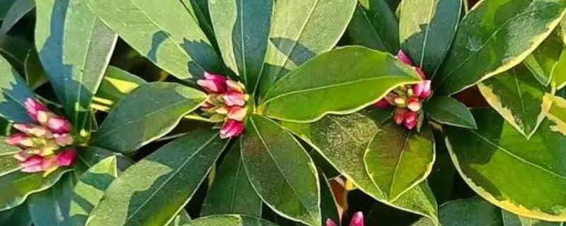 金边瑞香的修剪方法，每年春季要把植株顶端的枝条剪除