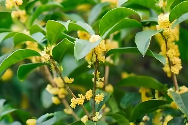 桂花怎么保存香味
