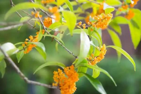 桂花怎么保存香味