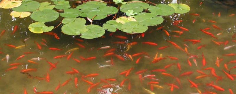 金鱼怎么饲养，清塘消毒后再放养