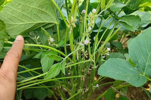 大豆喷施叶面肥的注意事项，钼肥宜在大豆开花前喷施