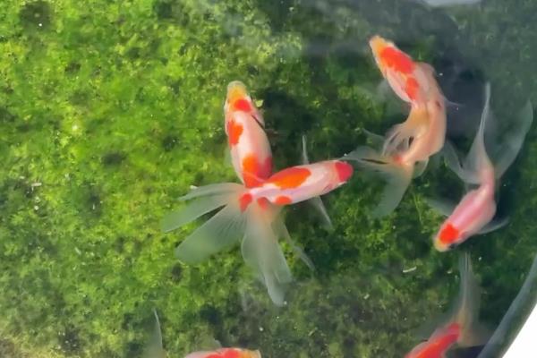 金鱼怎么饲养，清塘消毒后再放养