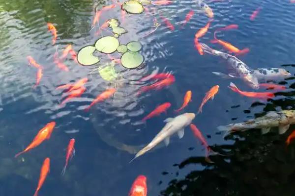 金鱼怎么饲养，清塘消毒后再放养