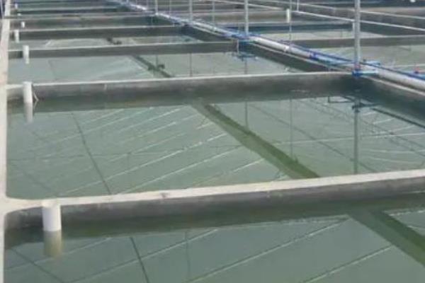 黄鳝水泥池养殖有哪些优势，其养殖区域限制小且管理方便