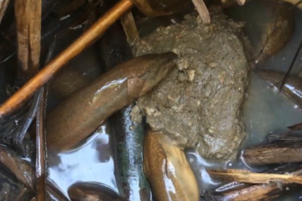 黄鳝水泥池养殖有哪些优势，其养殖区域限制小且管理方便