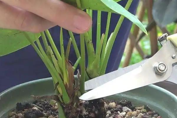 盆栽红掌的养殖技术，要根据它的具体生长情况给予光照