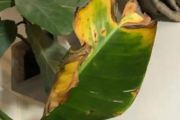 天堂鸟叶片变黄要不要剪除，修剪后可避免发生病虫害