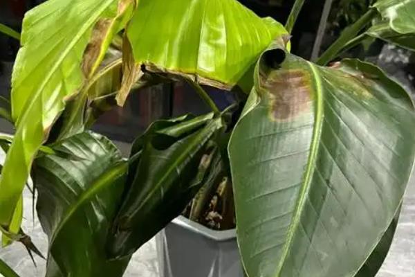 天堂鸟叶片变黄要不要剪除，修剪后可避免发生病虫害