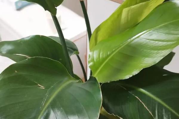 天堂鸟叶片变黄要不要剪除，修剪后可避免发生病虫害