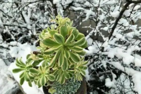 多肉被雪覆盖后如何处理，需要及时清理叶片上的积水