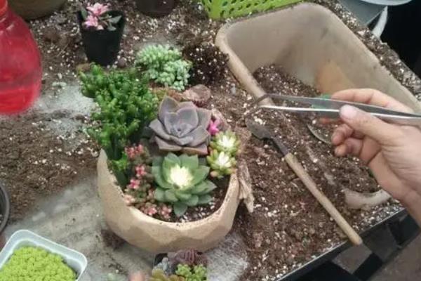 多肉被雪覆盖后如何处理，需要及时清理叶片上的积水