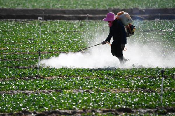 农家肥烧根如何处理，可以浇水解害或喷施调理剂