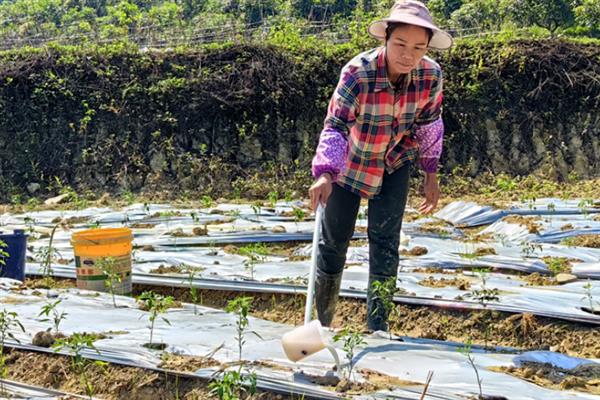 农家肥烧根如何处理，可以浇水解害或喷施调理剂