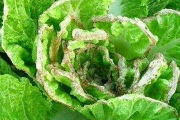 大白菜苗期如何防治病虫害，根据病虫害的类型喷施对应药物