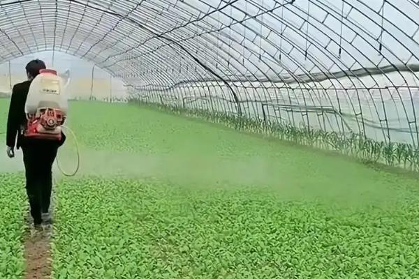 大白菜苗期如何防治病虫害，根据病虫害的类型喷施对应药物
