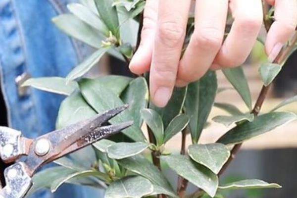 金边瑞香的修剪方法，每年春季要把植株顶端的枝条剪除