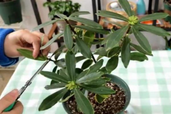 金边瑞香的修剪方法，每年春季要把植株顶端的枝条剪除