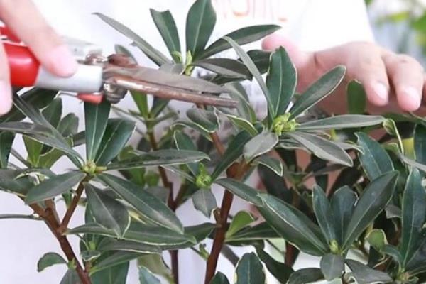 金边瑞香的修剪方法，每年春季要把植株顶端的枝条剪除
