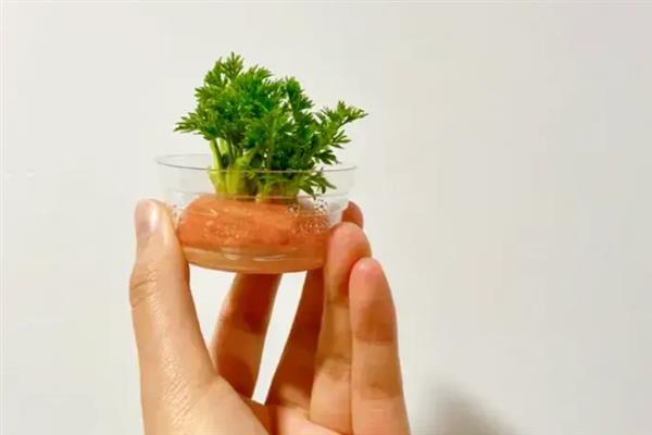 萝卜地栽和盆栽的区别，二者没有本质上的不同