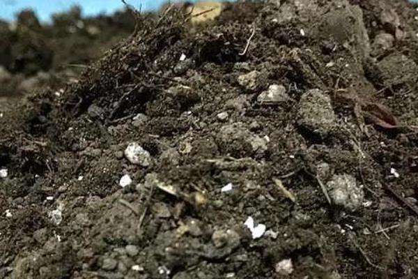 怎么养宝石花，一定要给予足够的阳光照射